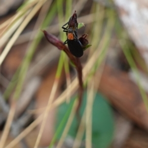 Plecia sp. (genus) at QPRC LGA - suppressed