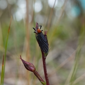 Plecia sp. (genus) at QPRC LGA - suppressed