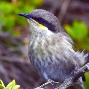 Gavicalis virescens at Breamlea, VIC - 18 Mar 2018