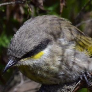 Gavicalis virescens at Breamlea, VIC - 18 Mar 2018