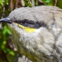 Gavicalis virescens at Breamlea, VIC - 18 Mar 2018