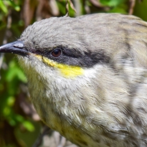 Gavicalis virescens at Breamlea, VIC - 18 Mar 2018