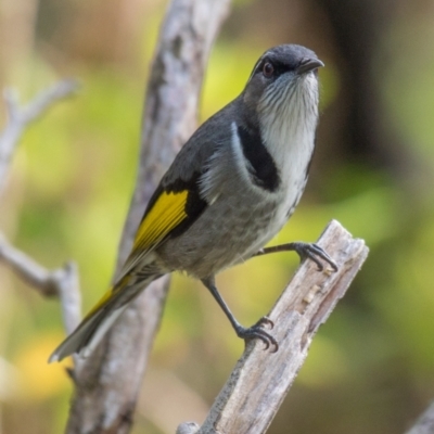Phylidonyris pyrrhopterus (Crescent Honeyeater) at Breamlea, VIC - 20 May 2019 by Petesteamer