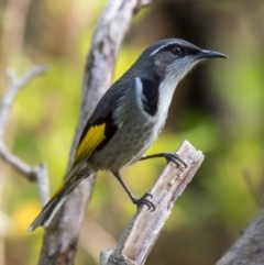 Phylidonyris pyrrhopterus at Breamlea, VIC - 20 May 2019 03:54 PM