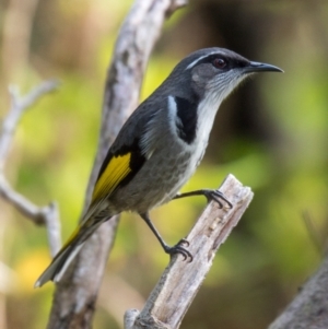 Phylidonyris pyrrhopterus at Breamlea, VIC - 20 May 2019 03:54 PM