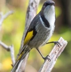 Phylidonyris pyrrhopterus at Breamlea, VIC - 20 May 2019