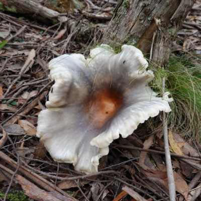 Omphalotus nidiformis (Ghost Fungus) at Tallaganda State Forest - 21 Feb 2024 by RobG1