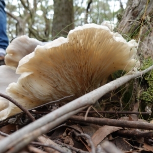 Omphalotus nidiformis at QPRC LGA - 21 Feb 2024