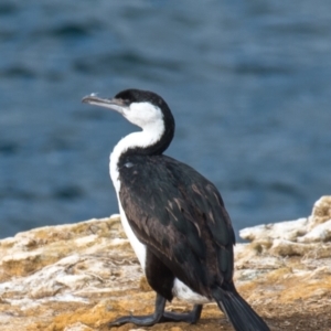 Phalacrocorax fuscescens at Jan Juc, VIC - 20 May 2019