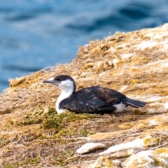 Phalacrocorax fuscescens at Jan Juc, VIC - 20 May 2019