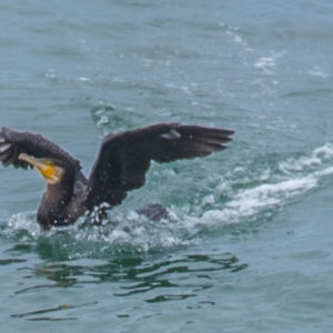 Phalacrocorax carbo at Torquay, VIC - 10 Feb 2019 02:53 PM