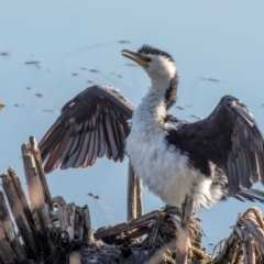 Microcarbo melanoleucos (Little Pied Cormorant) at Breamlea, VIC - 8 Jul 2021 by Petesteamer