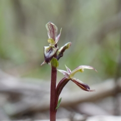 Acianthus exsertus (Large Mosquito Orchid) at QPRC LGA - 21 Feb 2024 by RobG1