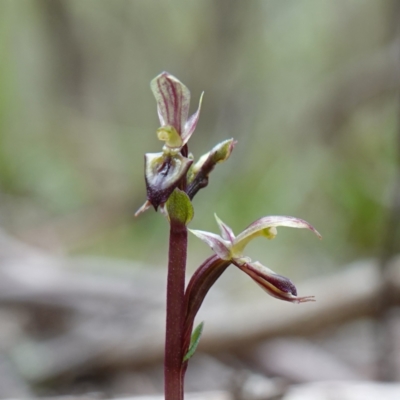 Acianthus exsertus (Large Mosquito Orchid) at Tallaganda State Forest - 21 Feb 2024 by RobG1