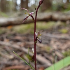 Acianthus exsertus at QPRC LGA - suppressed