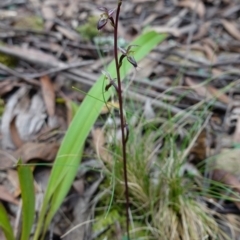 Acianthus exsertus at QPRC LGA - 21 Feb 2024