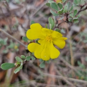 Hibbertia obtusifolia at Bannister, NSW - 6 Apr 2024