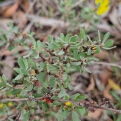 Hibbertia obtusifolia at Bannister, NSW - 6 Apr 2024