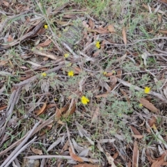 Hibbertia obtusifolia at Bannister, NSW - 6 Apr 2024