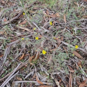 Hibbertia obtusifolia at Bannister, NSW - 6 Apr 2024 02:21 PM