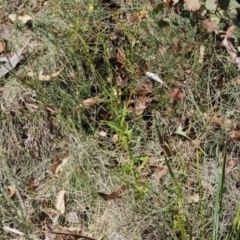 Senecio diaschides (Erect Groundsel) at Namadgi National Park - 26 Mar 2024 by RAllen