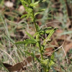 Senecio diaschides at Namadgi National Park - 26 Mar 2024