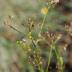 Senecio diaschides at Namadgi National Park - 26 Mar 2024