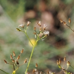 Senecio diaschides at Namadgi National Park - 26 Mar 2024