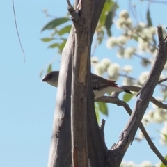 Stagonopleura guttata (Diamond Firetail) at Namadgi National Park - 26 Mar 2024 by RAllen