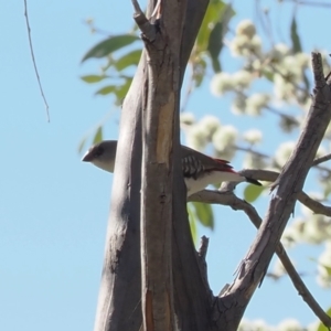 Stagonopleura guttata at Namadgi National Park - 26 Mar 2024