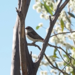 Stagonopleura guttata at Namadgi National Park - 26 Mar 2024