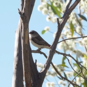 Stagonopleura guttata at Namadgi National Park - 26 Mar 2024