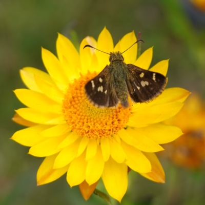 Dispar compacta (Barred Skipper) at Tallaganda State Forest - 21 Feb 2024 by RobG1