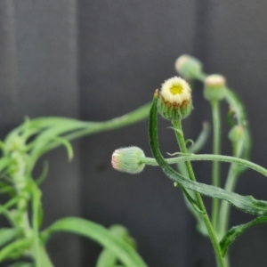 Erigeron bonariensis at Crookwell, NSW - 6 Apr 2024