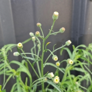 Erigeron bonariensis at Crookwell, NSW - 6 Apr 2024