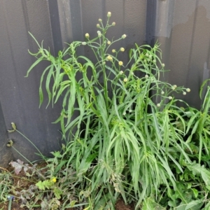 Erigeron bonariensis at Crookwell, NSW - 6 Apr 2024