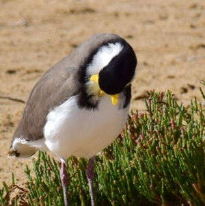 Vanellus miles at Breamlea, VIC - 18 Mar 2018 09:43 AM