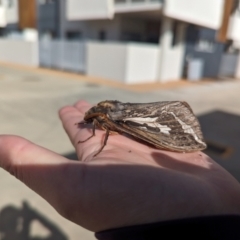 Abantiades atripalpis (Bardee grub/moth, Rain Moth) at Crace, ACT - 6 Apr 2024 by RobynHall
