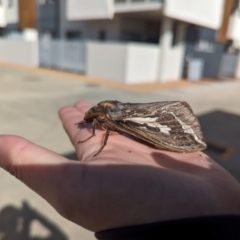 Abantiades atripalpis (Bardee grub/moth, Rain Moth) at Crace, ACT - 6 Apr 2024 by RobynHall