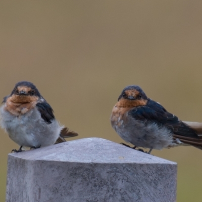 Hirundo neoxena (Welcome Swallow) at Torquay, VIC - 5 Feb 2019 by Petesteamer