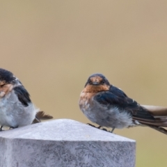 Hirundo neoxena at Torquay, VIC - 5 Feb 2019 04:47 PM