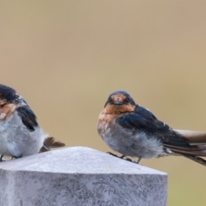 Hirundo neoxena at Torquay, VIC - 5 Feb 2019 04:47 PM