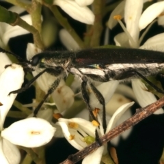 Eleale simplex (Clerid beetle) at Ainslie, ACT - 6 Jan 2024 by jb2602
