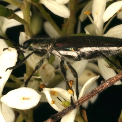 Eleale simplex (Clerid beetle) at Ainslie, ACT - 6 Jan 2024 by jb2602