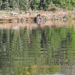 Wallabia bicolor at Lake Burley Griffin West - 22 Mar 2024 10:02 AM