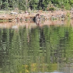 Wallabia bicolor at Lake Burley Griffin West - 22 Mar 2024