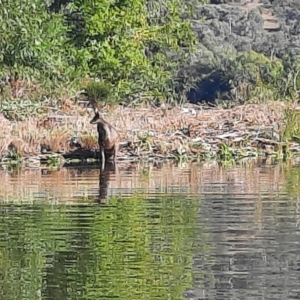 Wallabia bicolor at Lake Burley Griffin West - 22 Mar 2024 10:02 AM