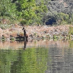 Wallabia bicolor at Lake Burley Griffin West - 22 Mar 2024