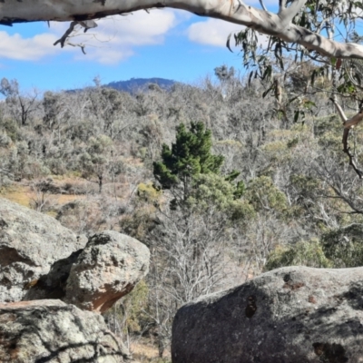 Pinus radiata (Monterey or Radiata Pine) at Booth, ACT - 2 Apr 2024 by MB