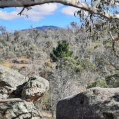 Pinus radiata (Monterey or Radiata Pine) at Namadgi National Park - 2 Apr 2024 by MB